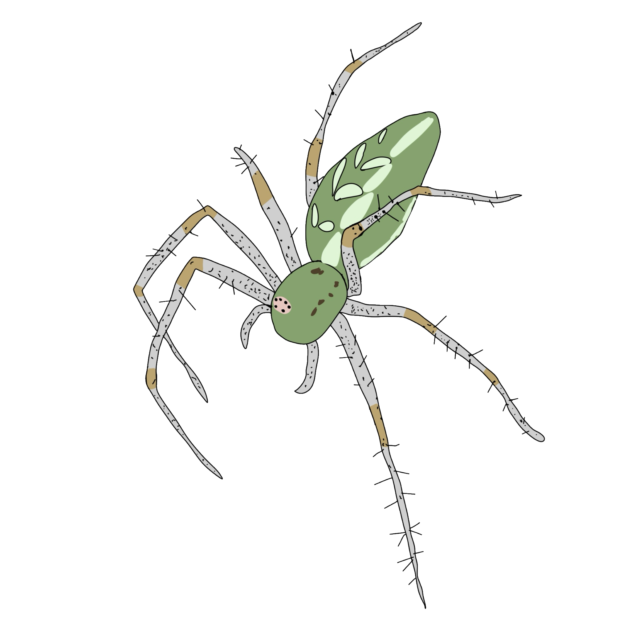  a spider with thin white and brown legs, and a long green body.